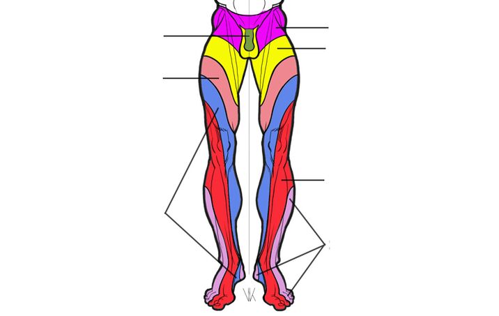 zone of innervation of the lumbar segments